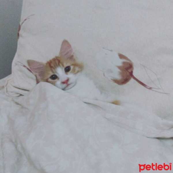 Tekir Kedi, Kedi  Miço fotoğrafı