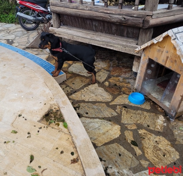 Rottweiler, Köpek  Artemis sevgi dolu bir yuva arıyor !!❤ fotoğrafı