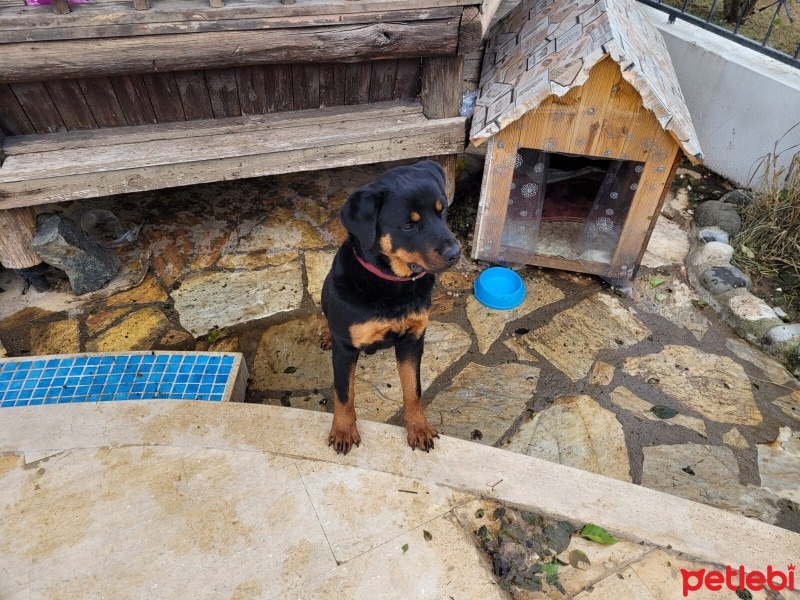 Rottweiler, Köpek  Artemis sevgi dolu bir yuva arıyor !!❤ fotoğrafı