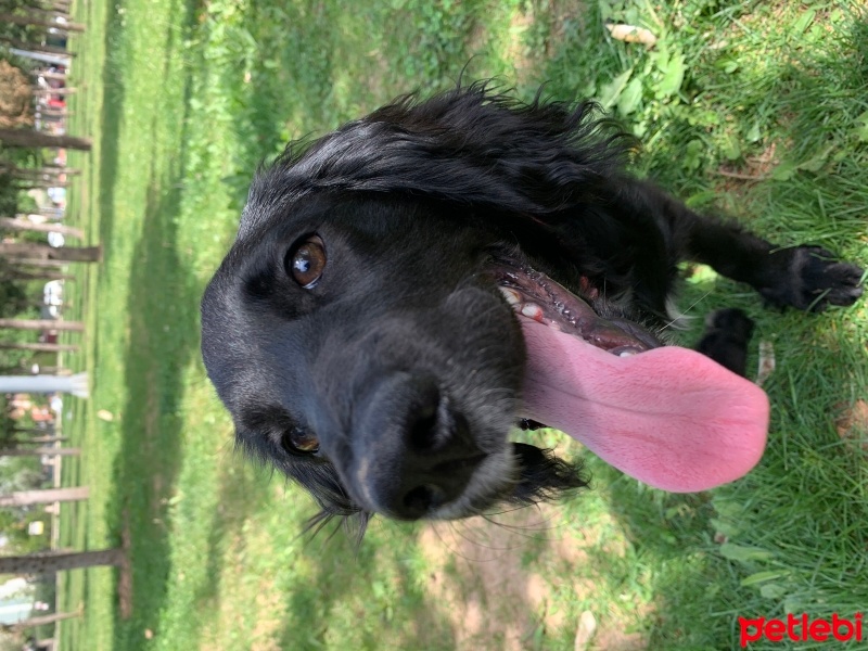 İngiliz Cocker Spaniel, Köpek  Şans fotoğrafı