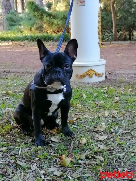 Fransız Bulldog, Köpek  Barlo fotoğrafı