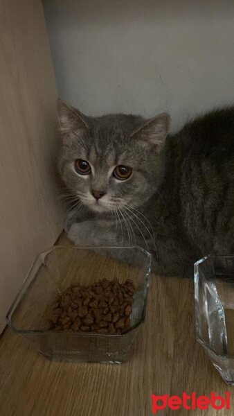 British Shorthair, Kedi  Ares fotoğrafı