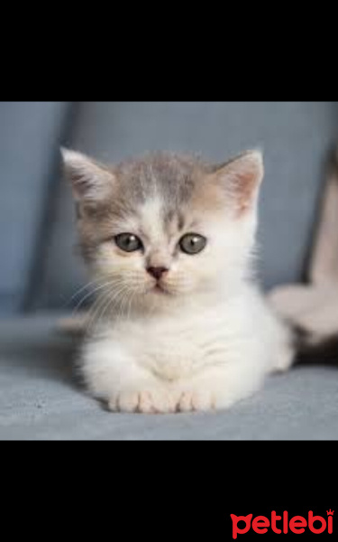 Bengal, Kedi  Pamuk fotoğrafı