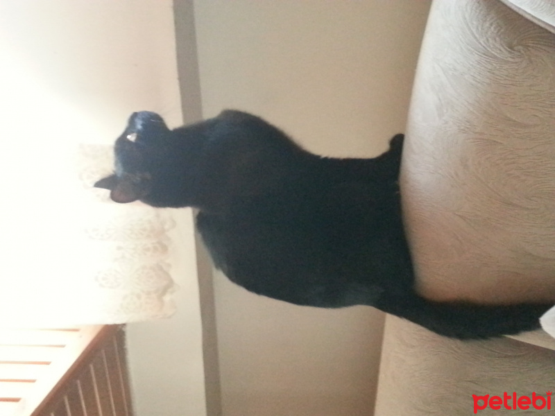 Tekir Kedi, Kedi  Muzo fotoğrafı