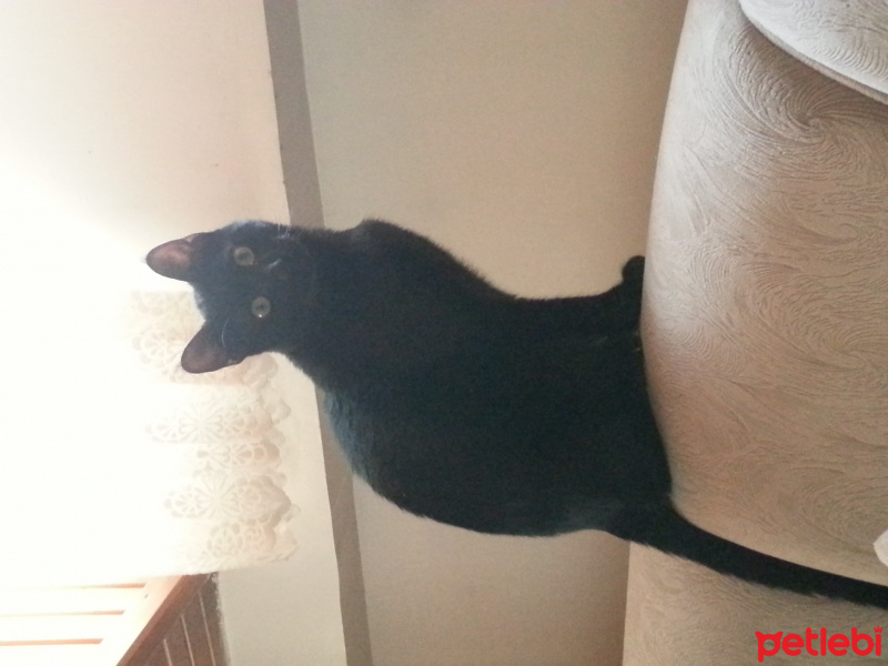 Tekir Kedi, Kedi  Muzo fotoğrafı