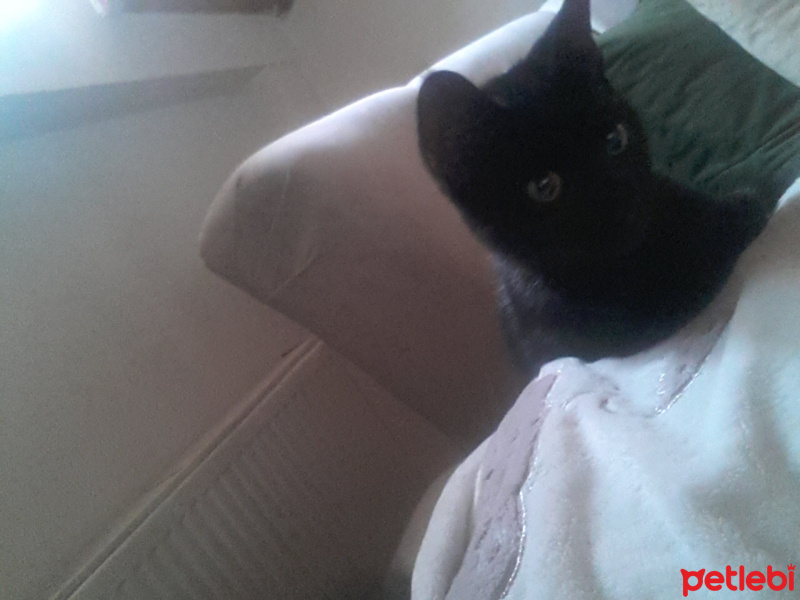 Tekir Kedi, Kedi  Muzo fotoğrafı