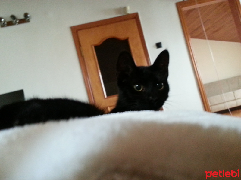 Tekir Kedi, Kedi  Muzo fotoğrafı