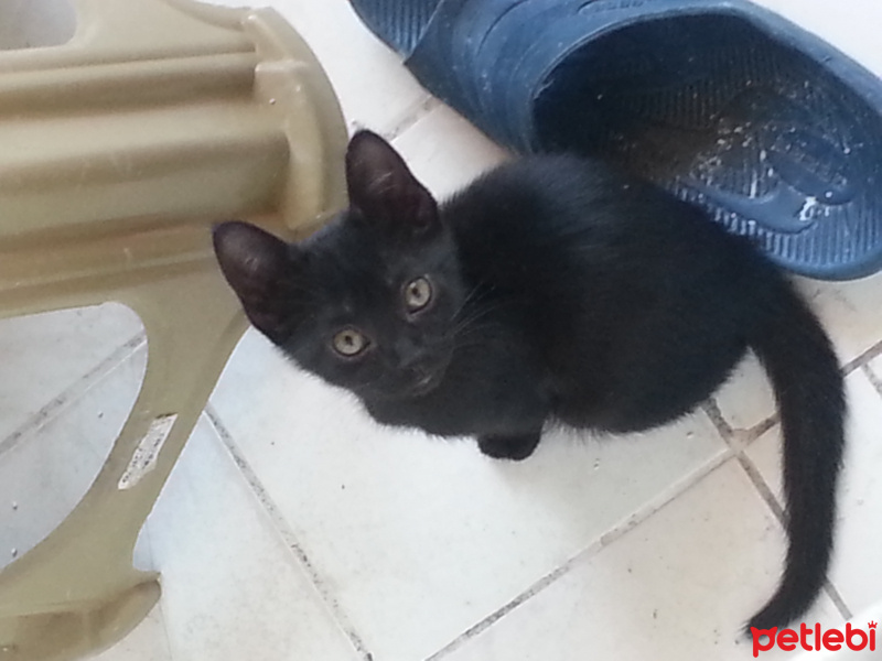 Tekir Kedi, Kedi  Muzo fotoğrafı