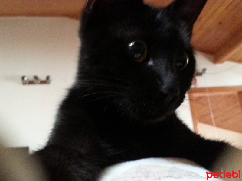 Tekir Kedi, Kedi  Muzo fotoğrafı