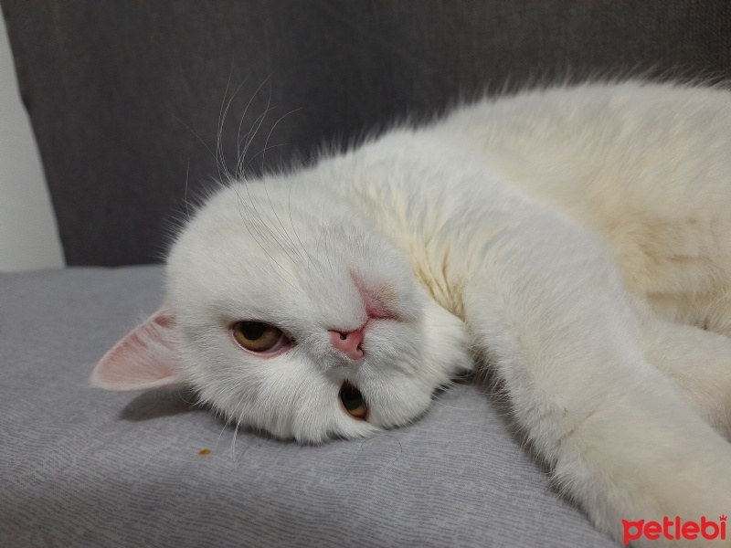 British Shorthair, Kedi  Pamuk fotoğrafı