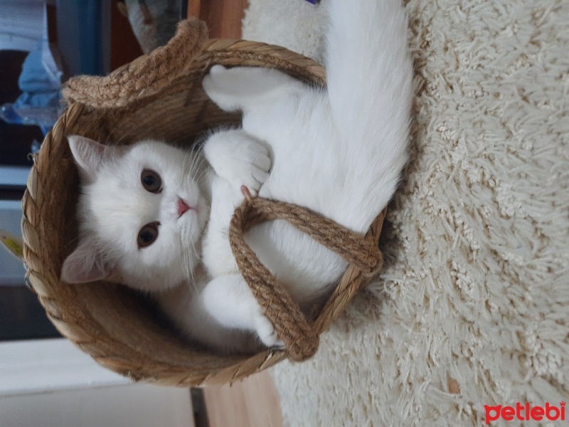 British Shorthair, Kedi  Pamuk fotoğrafı