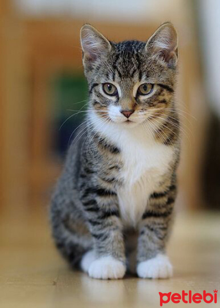 Tekir Kedi, Kedi  Patisu fotoğrafı