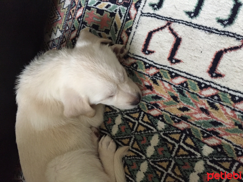 Golden Retriever, Köpek  Pamuk fotoğrafı