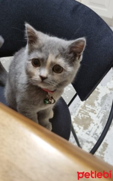 British Shorthair, Kedi  Simba fotoğrafı