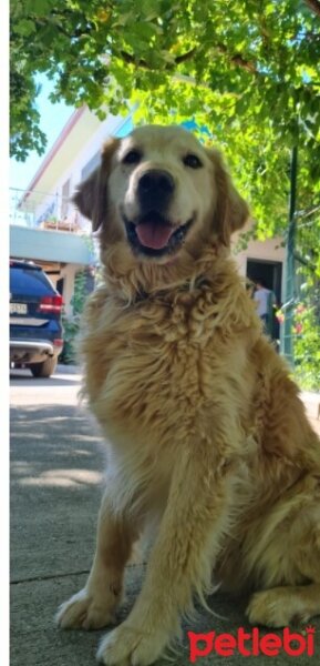 Golden Retriever, Köpek  ZEUS fotoğrafı