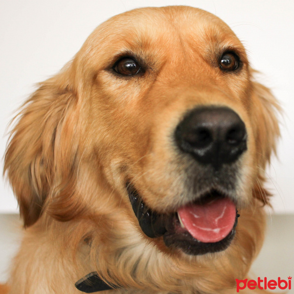 Golden Retriever, Köpek  Şarlo fotoğrafı