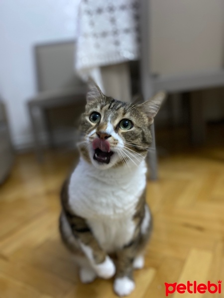 Tekir Kedi, Kedi  BİHTER fotoğrafı