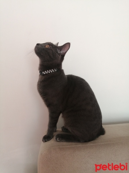 Mavi Rus, Kedi  Gece fotoğrafı
