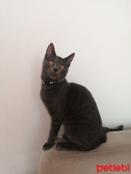 Mavi Rus, Kedi  Gece fotoğrafı