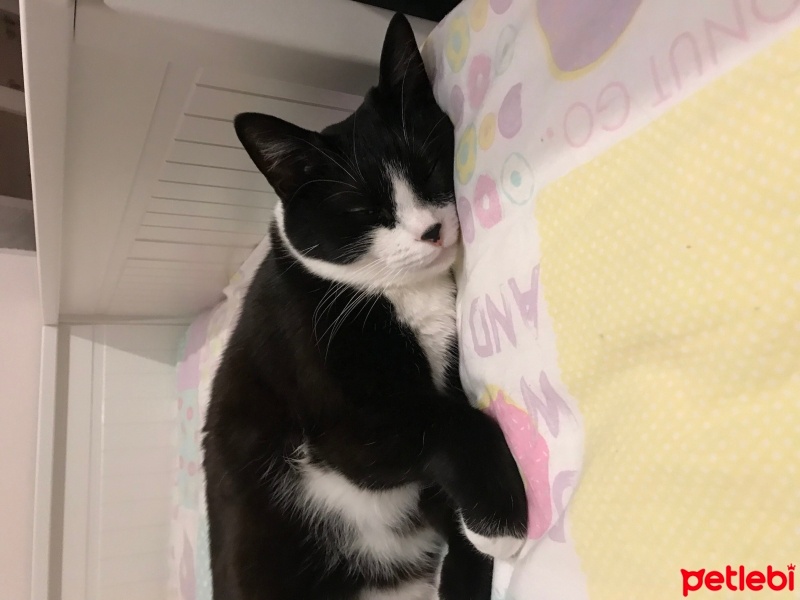 Tuxedo (Smokin) Kedi, Kedi  Mia fotoğrafı