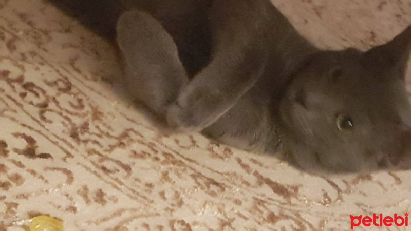 British Shorthair, Kedi  bobo fotoğrafı