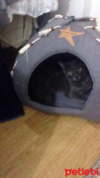 British Shorthair, Kedi  bobo fotoğrafı