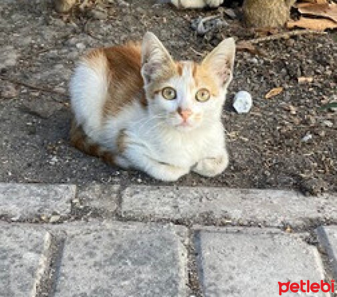 European Shorthair, Kedi  Kıtır fotoğrafı