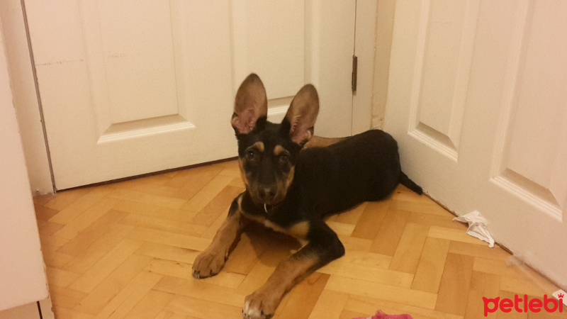 Alman Çoban Köpeği, Köpek  Korsan Kiki fotoğrafı