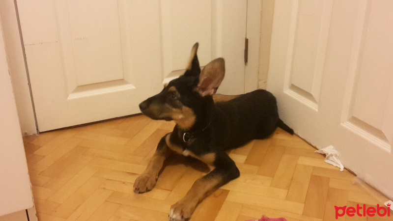 Alman Çoban Köpeği, Köpek  Korsan Kiki fotoğrafı