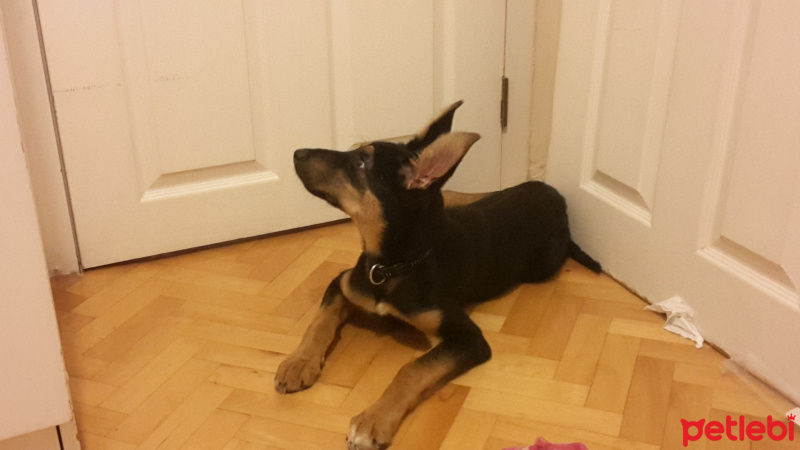 Alman Çoban Köpeği, Köpek  Korsan Kiki fotoğrafı