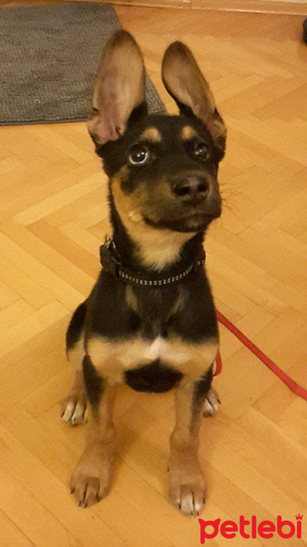 Alman Çoban Köpeği, Köpek  Korsan Kiki fotoğrafı