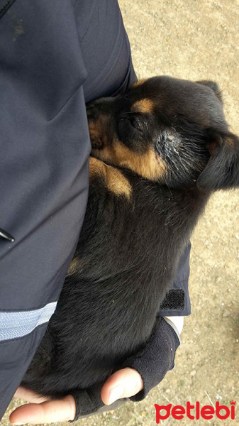 Alman Çoban Köpeği, Köpek  Korsan Kiki fotoğrafı