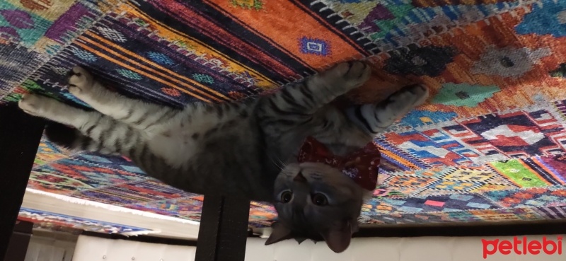 British Shorthair, Kedi  Paşa fotoğrafı