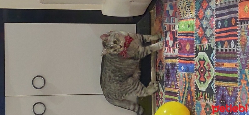 British Shorthair, Kedi  Paşa fotoğrafı