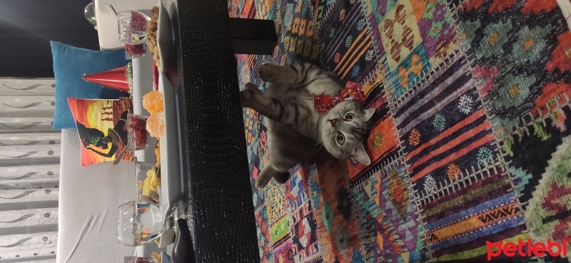 British Shorthair, Kedi  Paşa fotoğrafı
