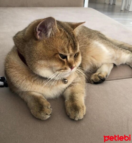 British Shorthair, Kedi  Poker fotoğrafı