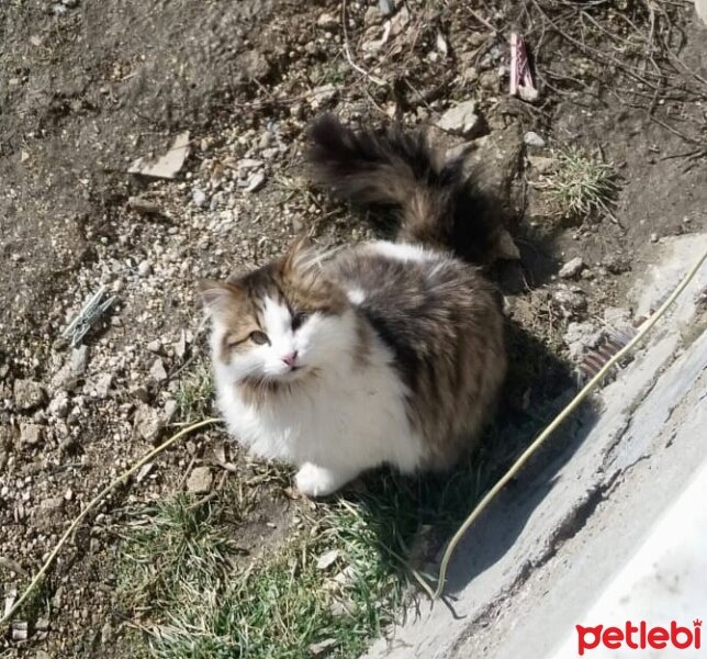 Tekir Kedi, Kedi  Kirli fotoğrafı