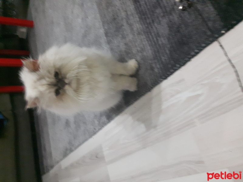 İran Kedisi (Persian), Kedi  Hanzade fotoğrafı