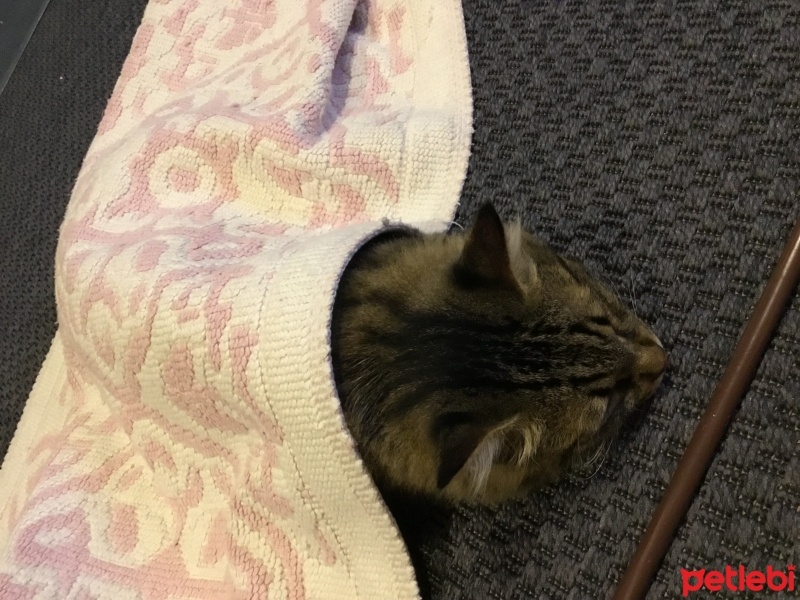 Tekir Kedi, Kedi  Tüylü fotoğrafı