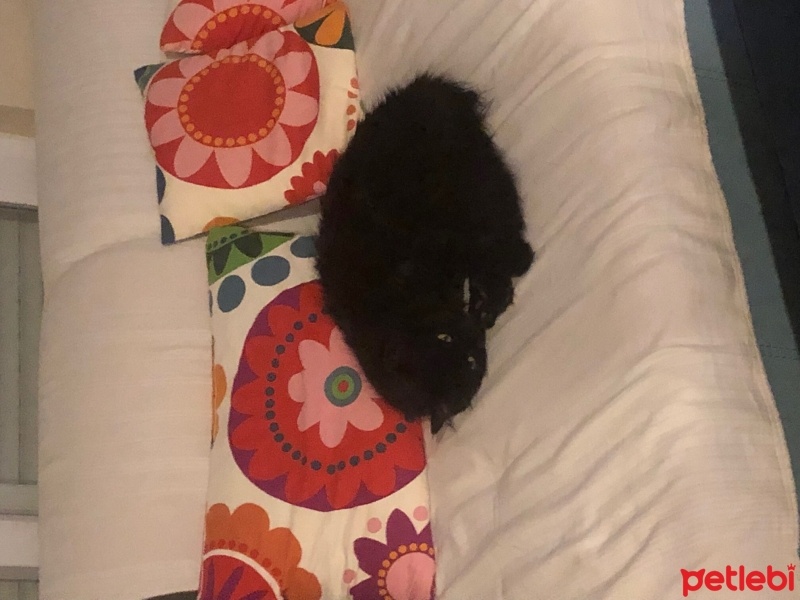 Tekir Kedi, Kedi  Melek fotoğrafı