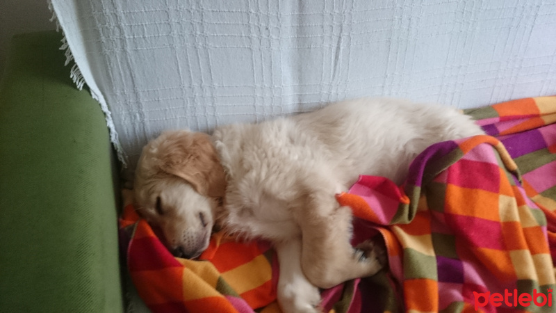 Golden Retriever, Köpek  BART fotoğrafı