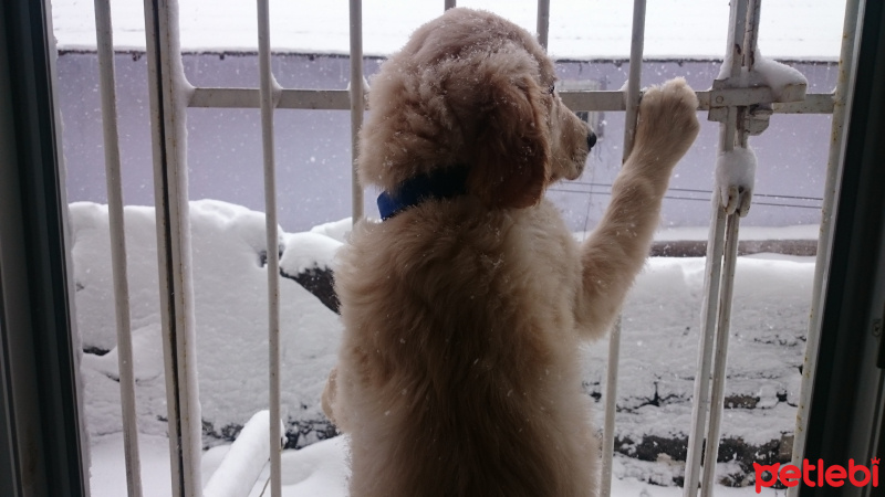 Golden Retriever, Köpek  BART fotoğrafı