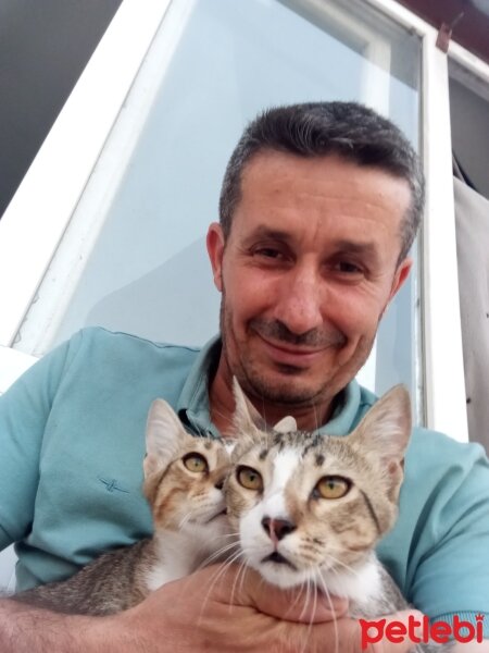 Tekir Kedi, Kedi  Masum fotoğrafı