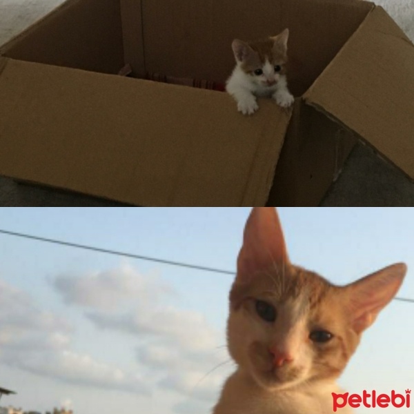 Tekir Kedi, Kedi  şükrü fotoğrafı