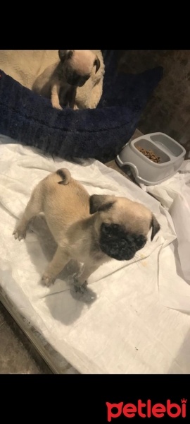 Pug, Köpek  PUG fotoğrafı
