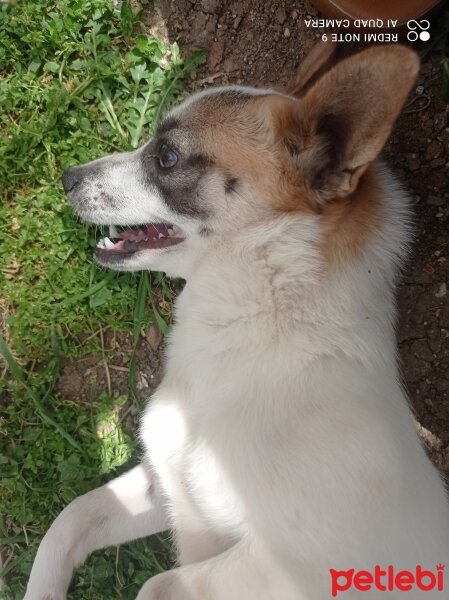 Jack Russell Terrier, Köpek  Sky fotoğrafı