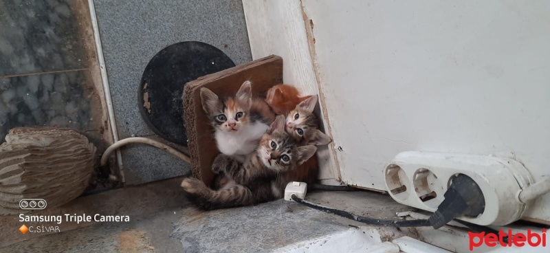 Soke, Kedi  Mirnık poncik tırmik ipek pıtır çitir fotoğrafı