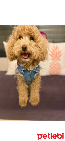 Poodle(Standart Kaniş), Köpek  Latte fotoğrafı