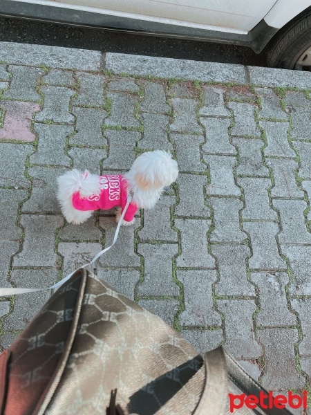 Maltese, Köpek  Bella fotoğrafı