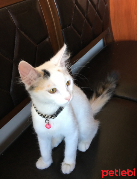 Tekir Kedi, Kedi  Afet fotoğrafı